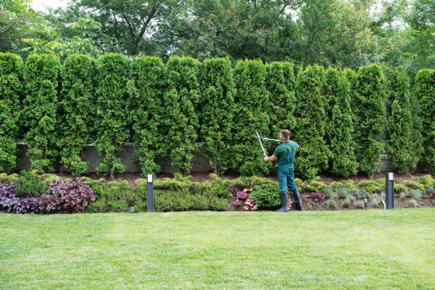 Best Lawn Watering Services  in Lake Don Pedro, CA